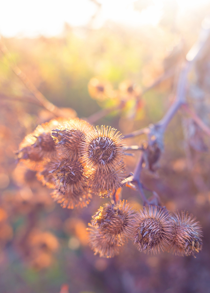 Flowers in autumn sunset