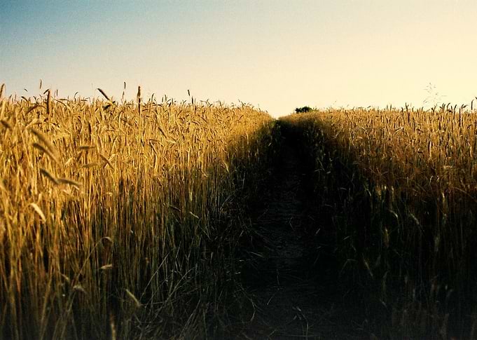 corn