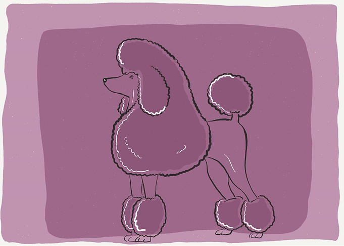Art of an poodle