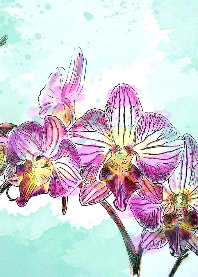 Orchids 02
