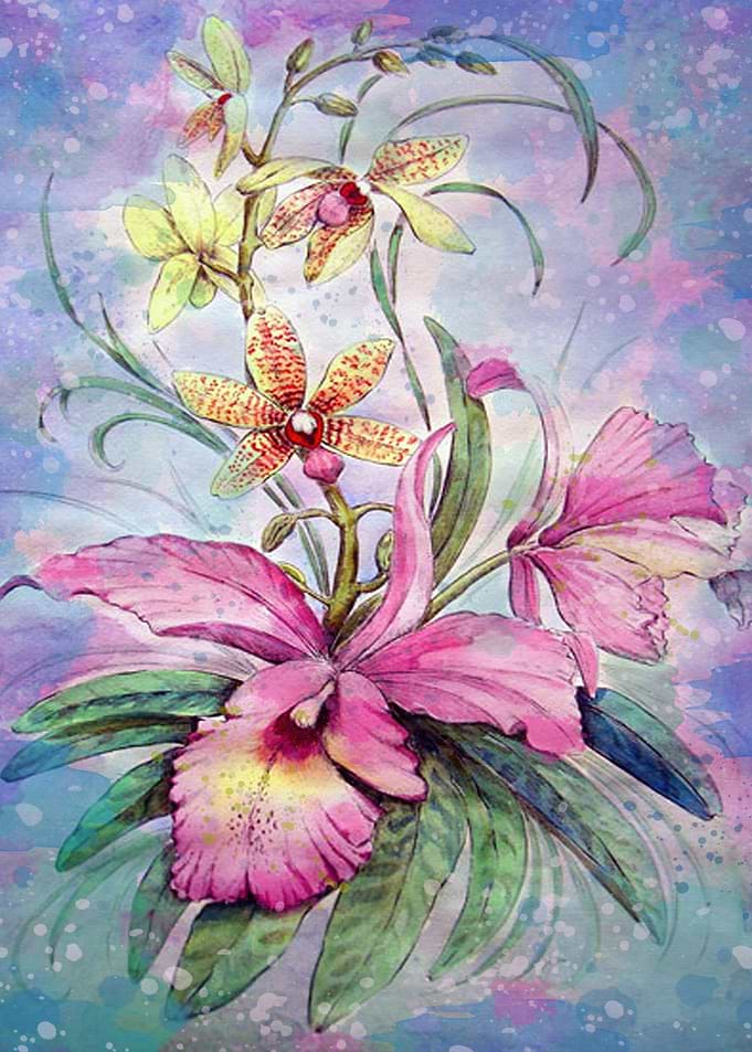 Orchids 06