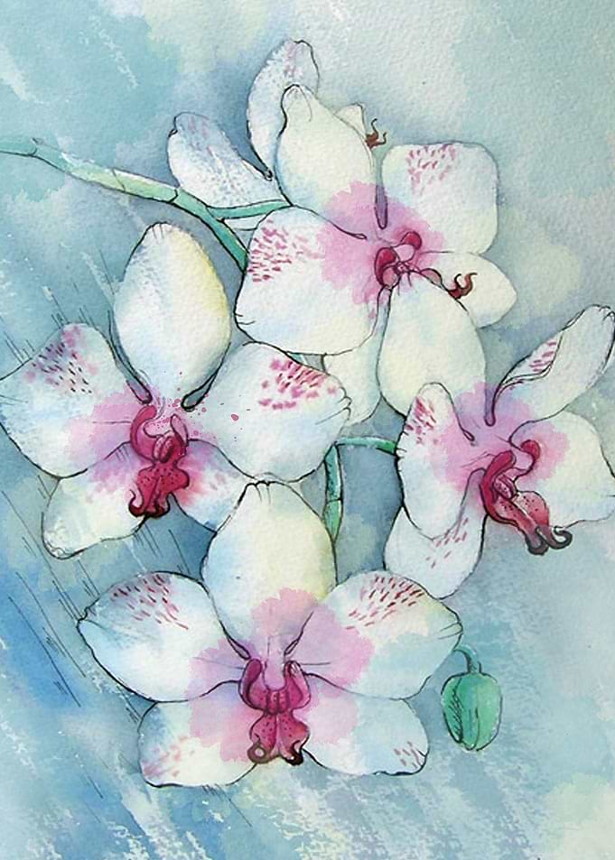Orchids 01