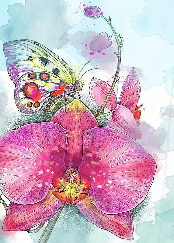 Orchids 03