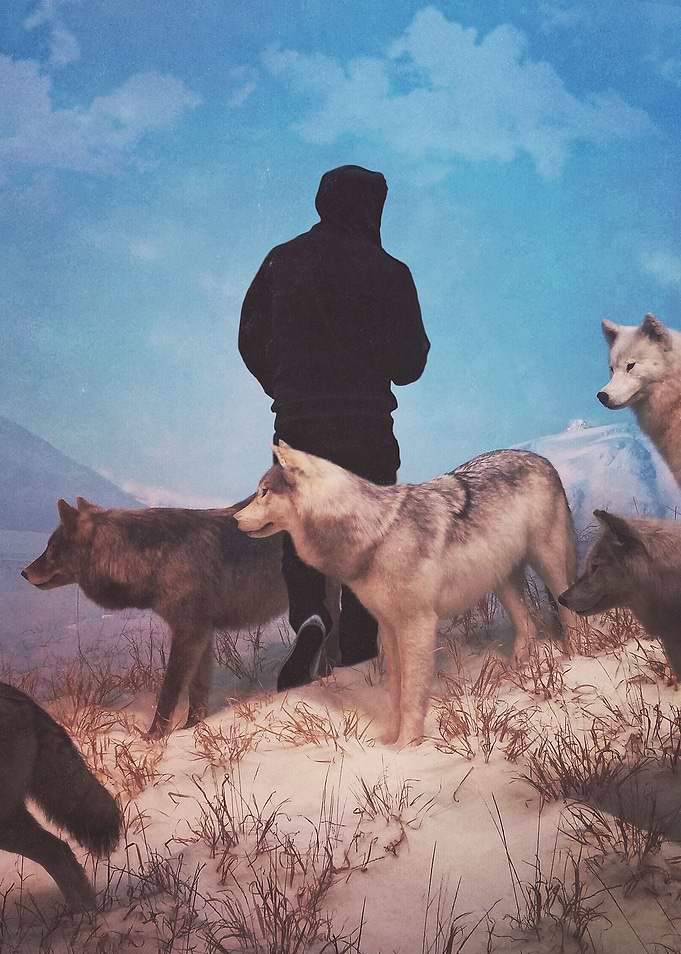 The Herd