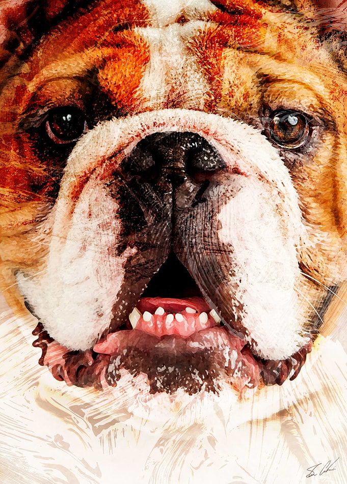 Animals - The Bulldog