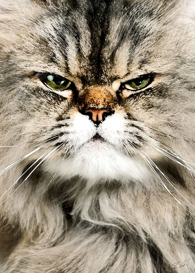 Animals - The Cat