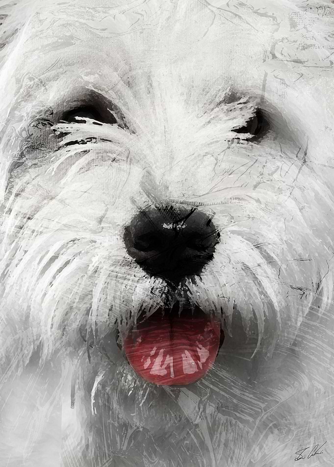 Animals - White dog