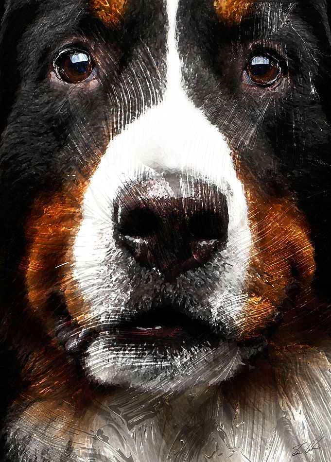 Animals - Bernese Mountain Dog