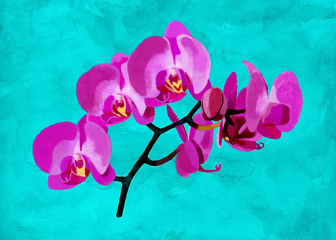 Orchid, beautiful exotic p