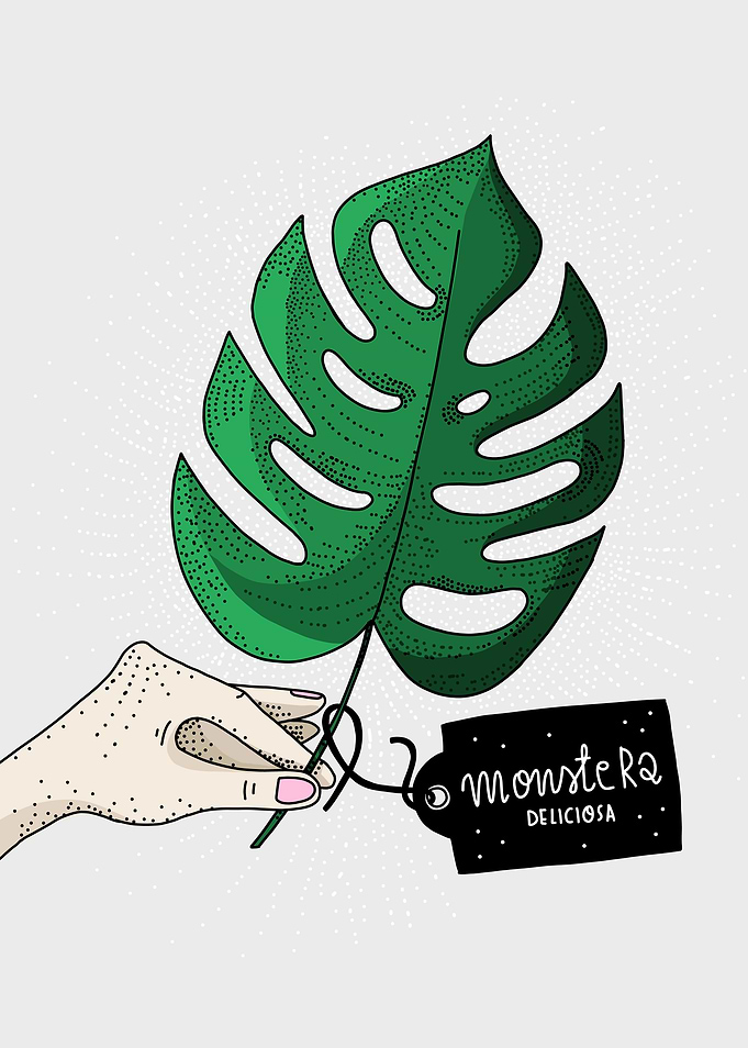 Monstera Deliciosa/botanical illustration by atogrzywa