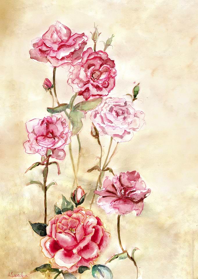 Pink Roses on creamy background