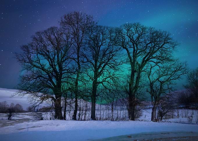 Trees in Winter