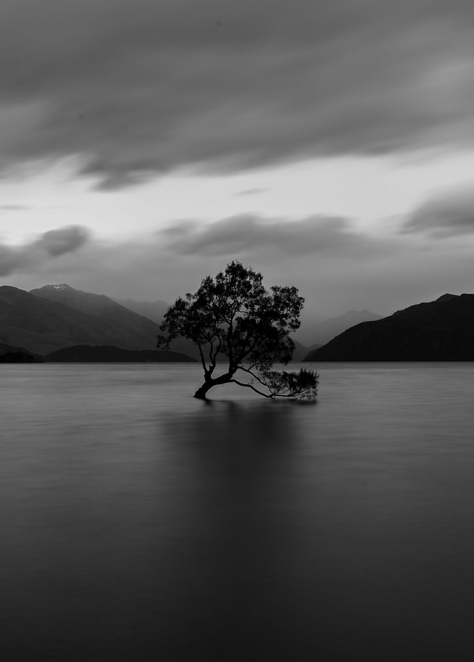 Lonely Tree of Lake Wanaka