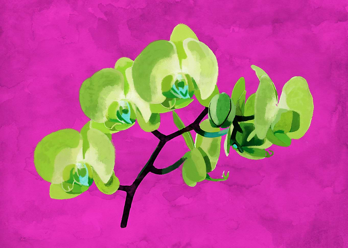 Orchid, green