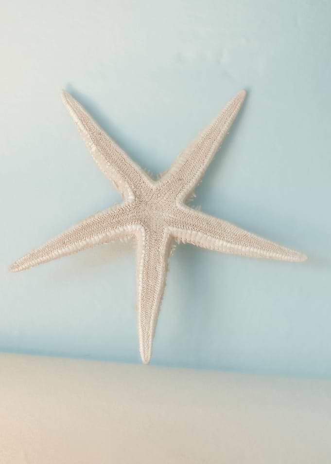 Sea Star
