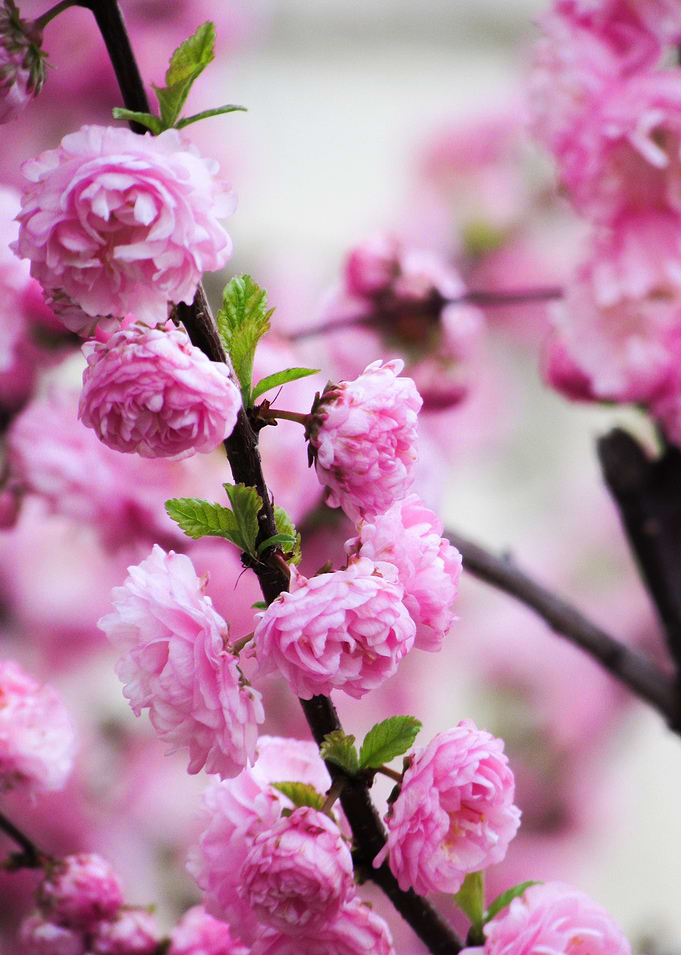 Pink Flowers