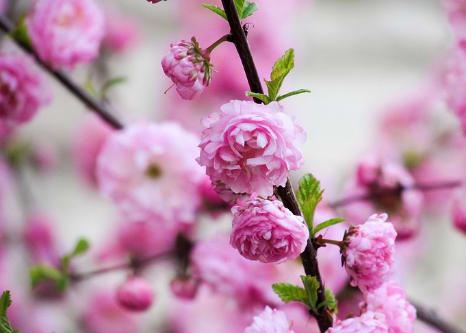 Pink Flowers