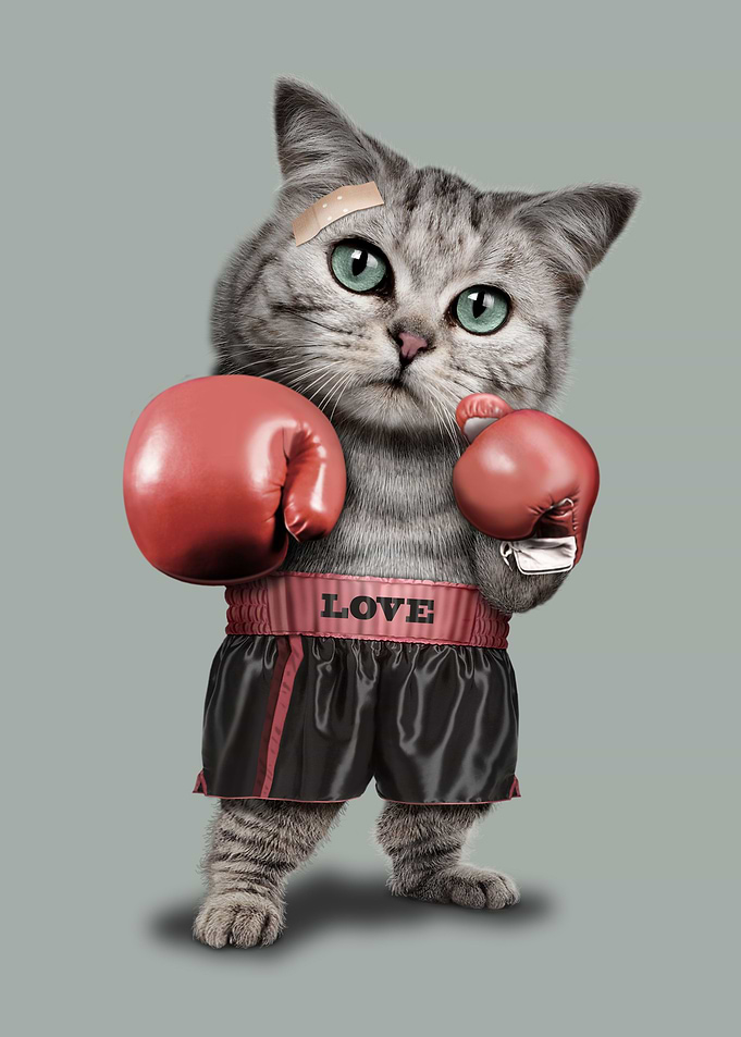BOXING CAT