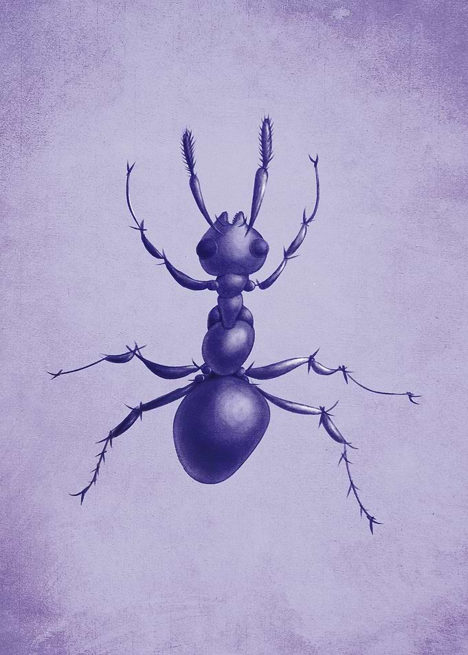 Purple ant illustration of a beautiful loosely drawn an ...