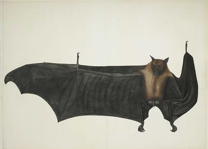 Vintage Book Illustration - Great Indian Fruit Bat, ca. ...