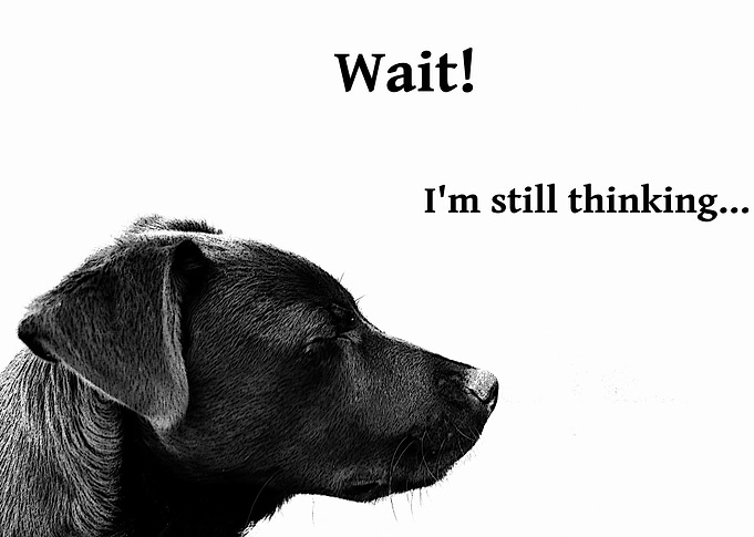 Collage of a dog with closed eyes waiting -- He decides ...