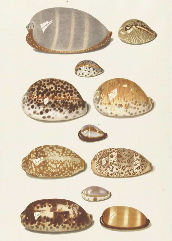Vintage illustration