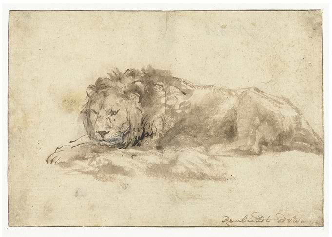 Rembrandt Harmensz van Rijn - Liggende leeuw. 1650 - 16 ...