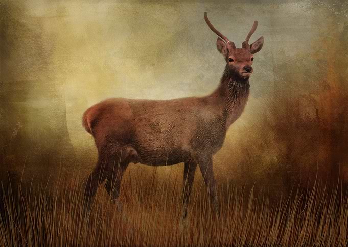 Tatton Park Red Deer.