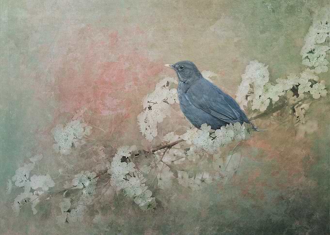 Young male Blackbird.