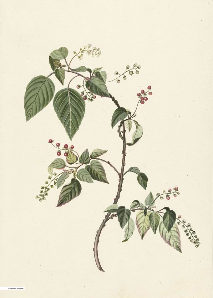 Vintage illustration of flowers