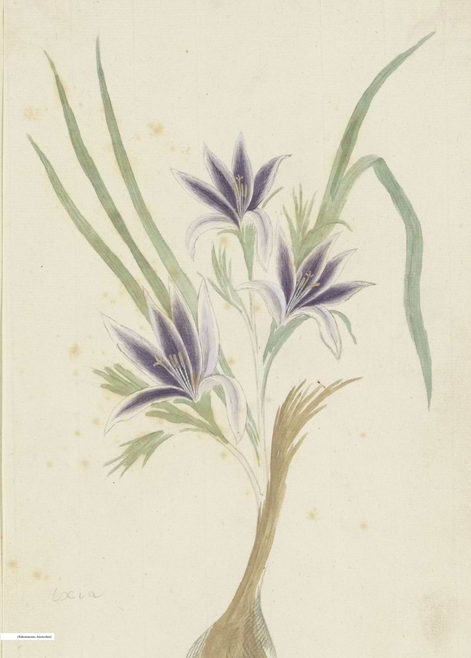 Vintage illustration of flowers
