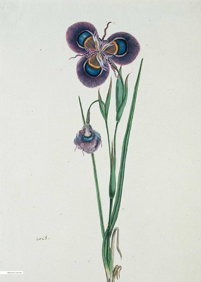 Vintage illustration of flowers