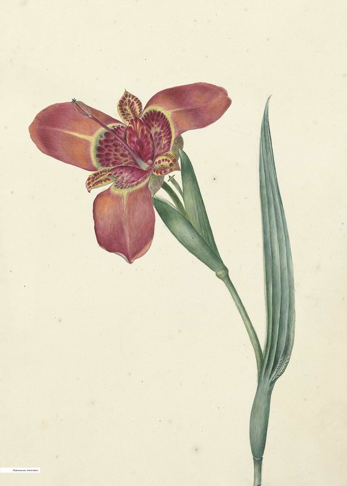Vintage illustration of flowers