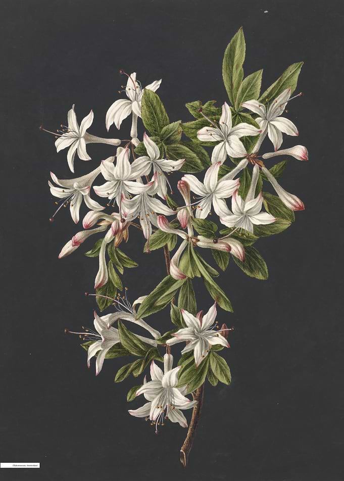 Vintage illustration of flowers