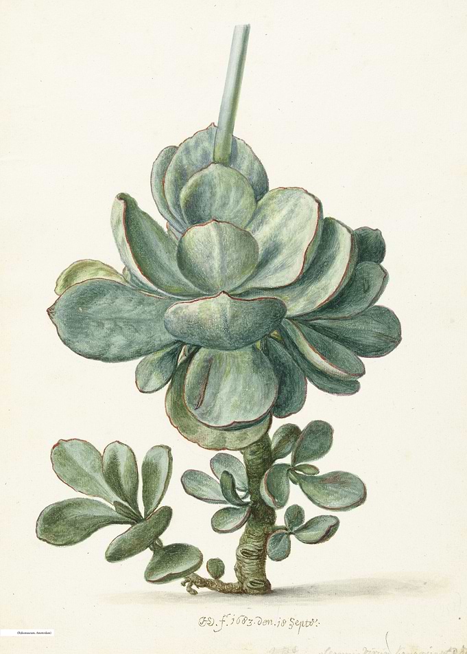 Vintage illustration of flowers