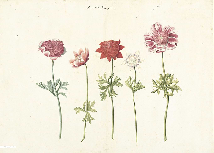 Vintage illustration of flowers
