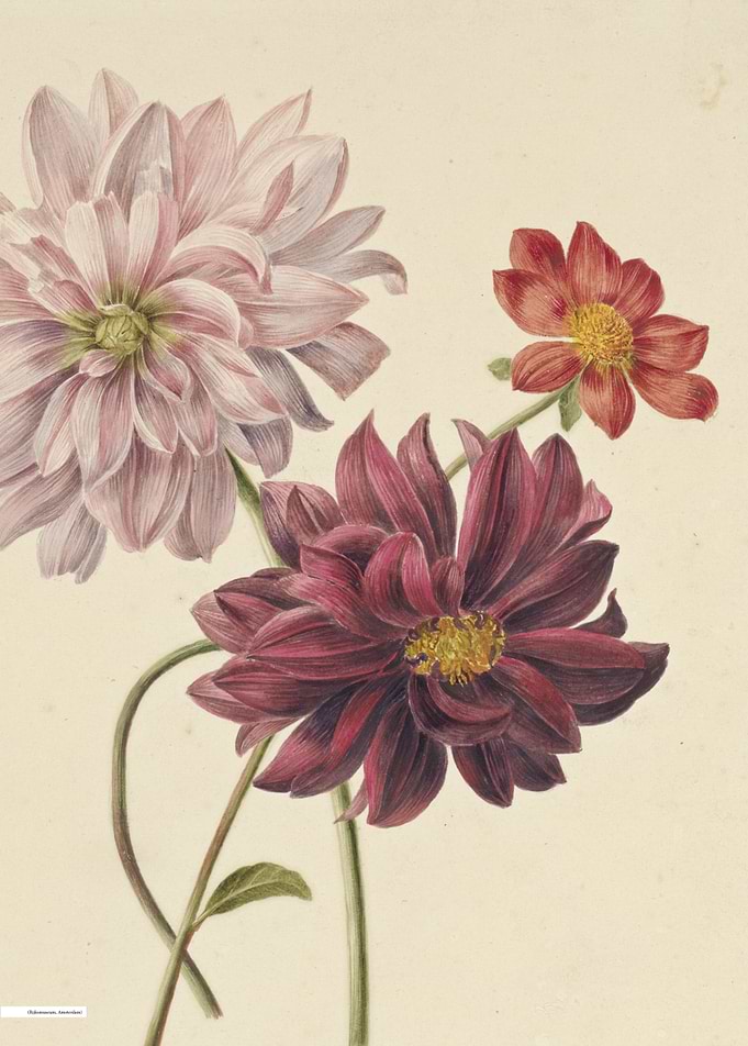 Vintage illustration of flowers
