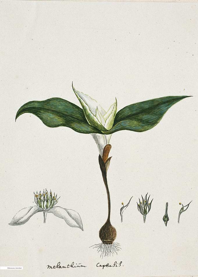 Vintage illustration of flowers