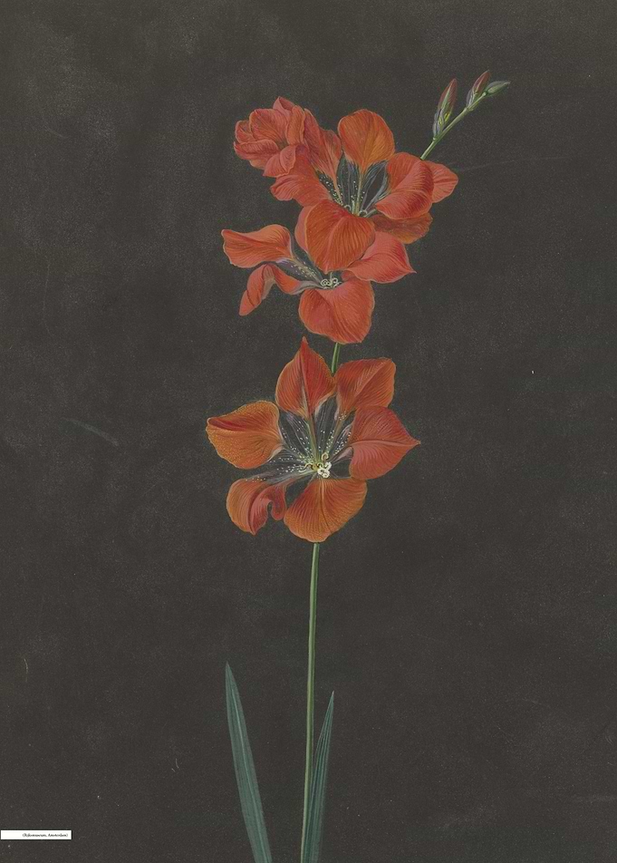 Vintage illustration of flowers