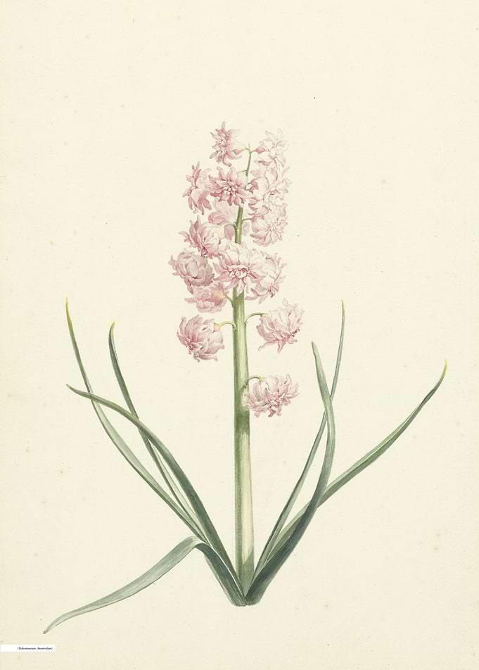 Vintage illustration of flowers