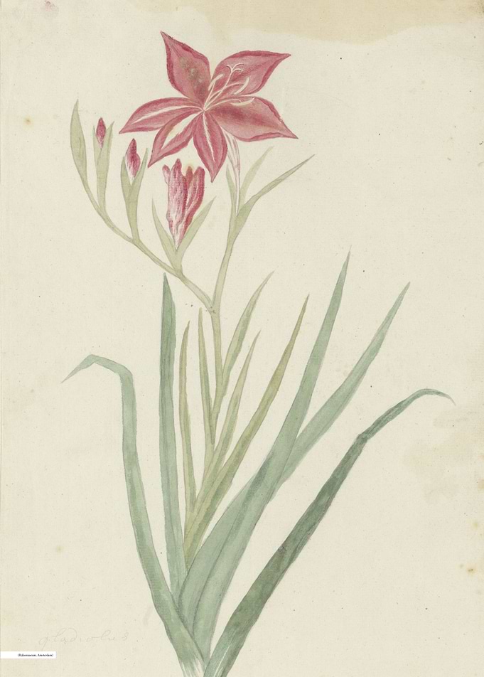 Vintage illustration of flowers
