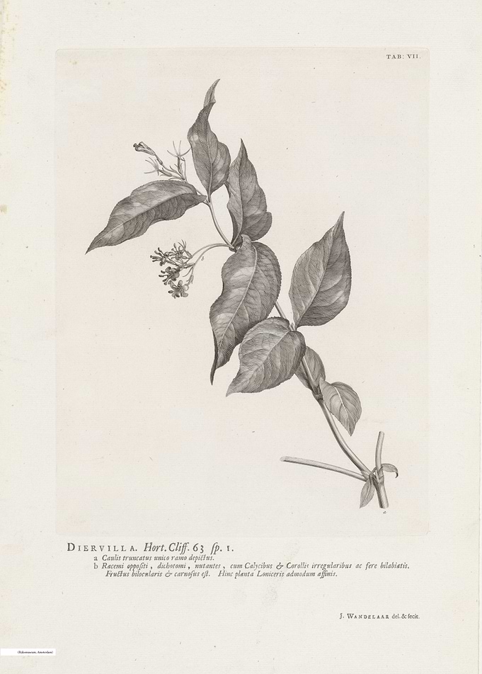 Vintage illustration of flowers