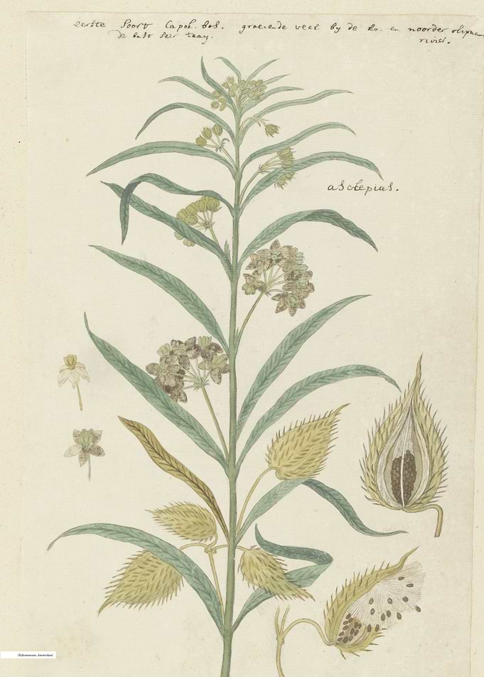 Vintage illustration of flowers