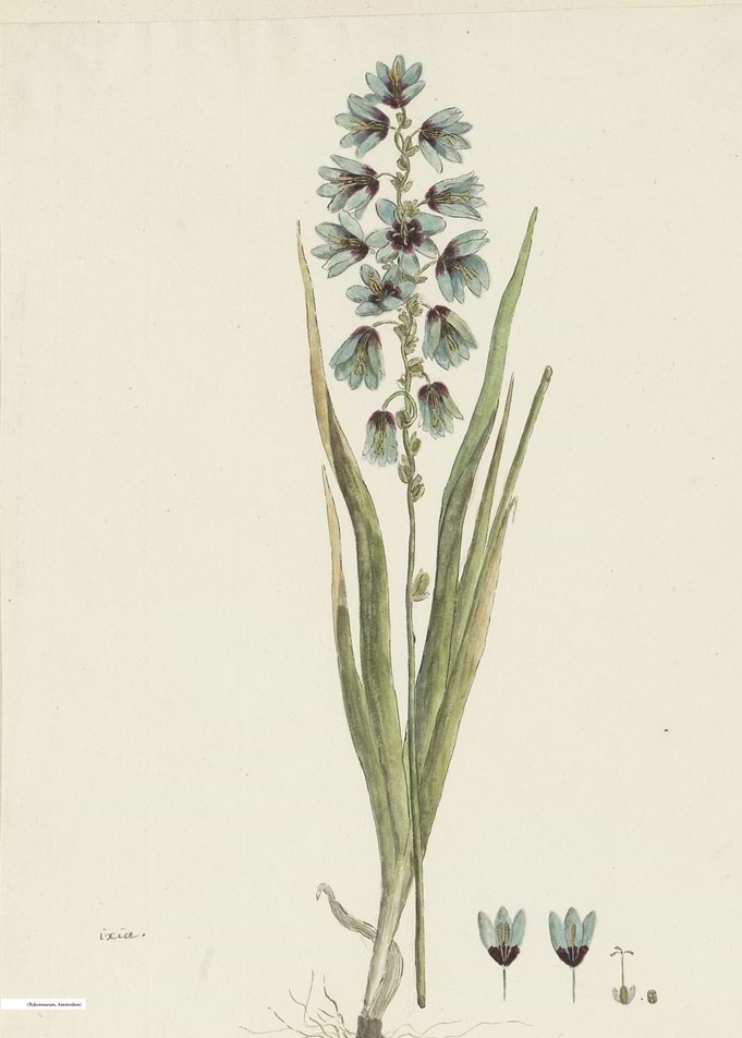 Vintage illustration of flowers