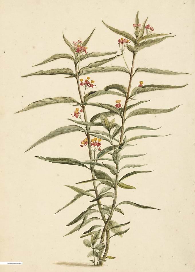 Vintage illustration of flowers