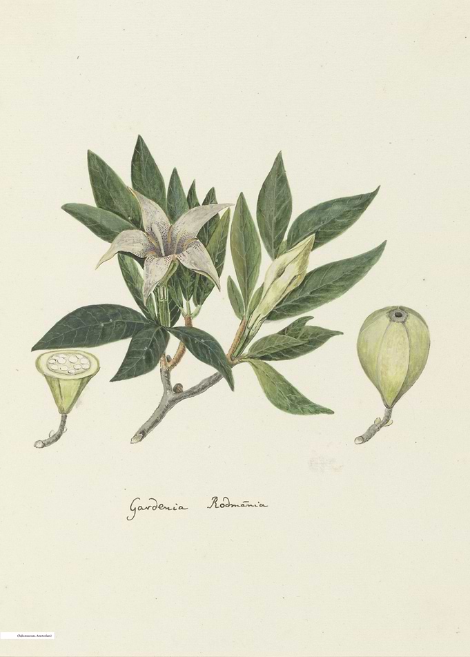 Vintage illustration of flowers