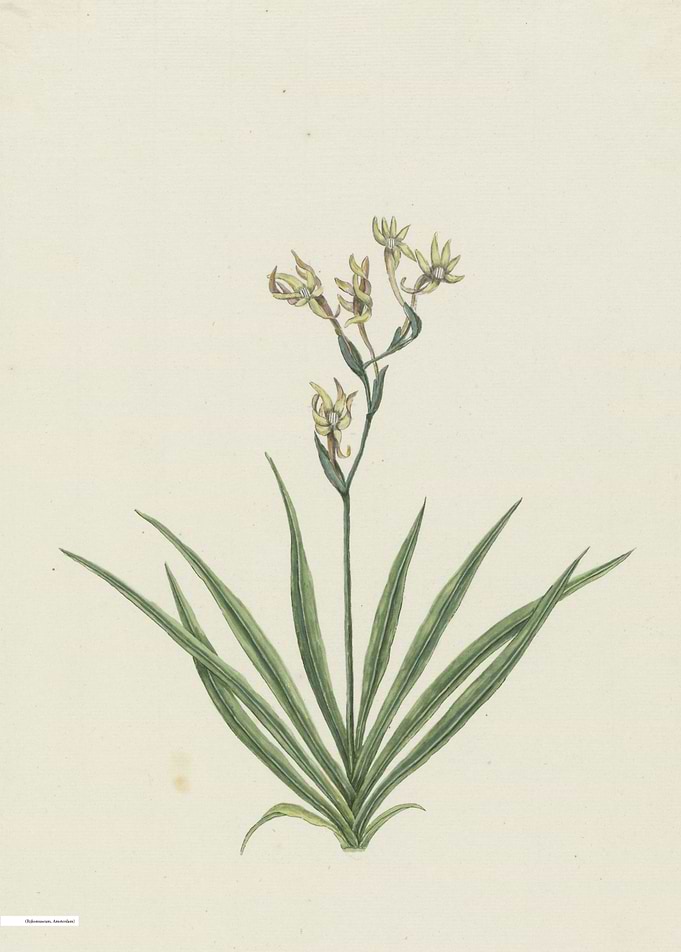 Vintage illustration of flowers