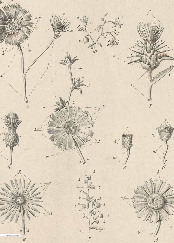 Vintage illustration of flowers