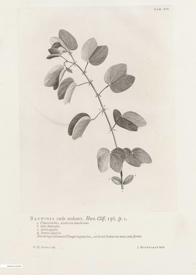 Vintage illustration of flowers