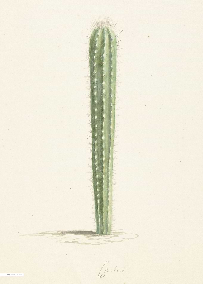 Vintage illustration of flowers